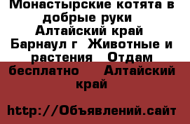 Монастырские котята в добрые руки - Алтайский край, Барнаул г. Животные и растения » Отдам бесплатно   . Алтайский край